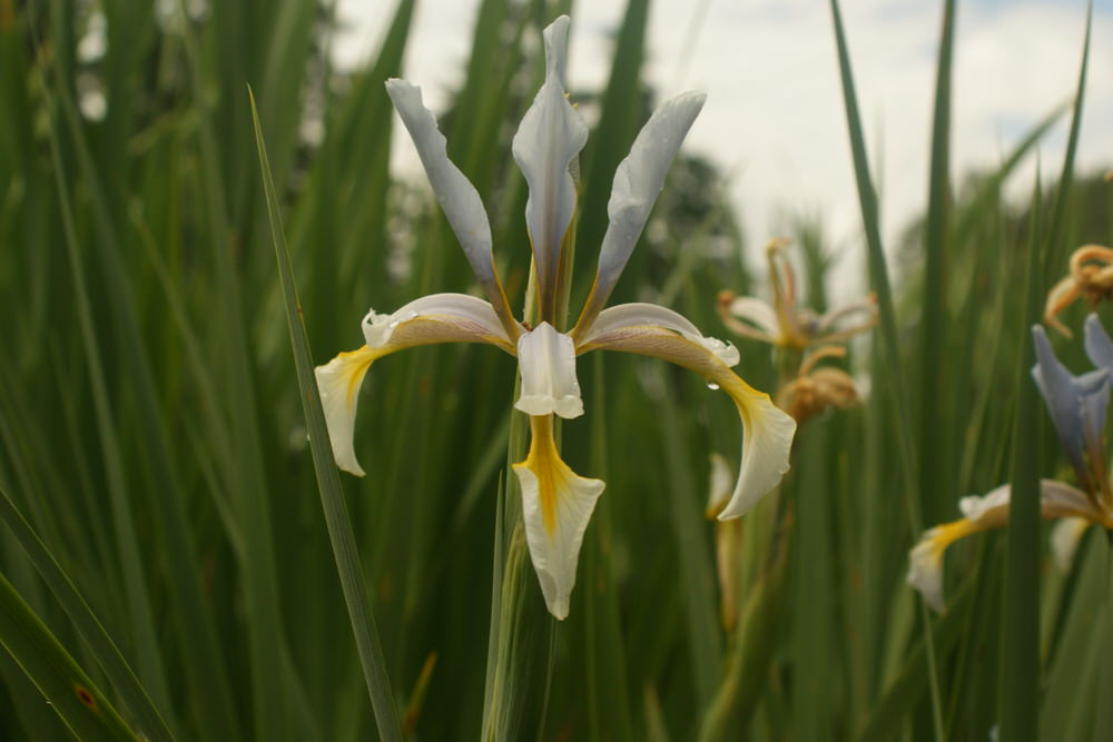 I. spuria ssp. carthaliniae 'Georgian Delicacy'